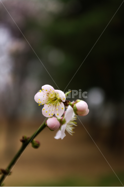 꽃,flower,매화,봄,spring,계절,식물,plant,자연,nature,식물,자연,plants,nature,꽃,flower