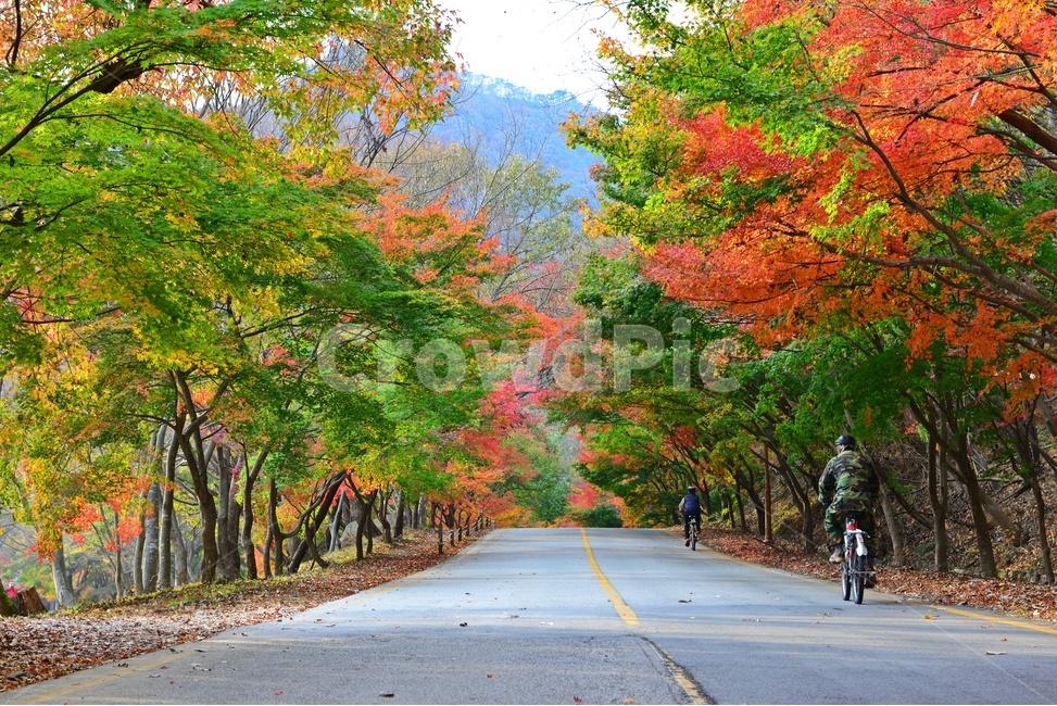 전북,정읍,내장사,단풍길,가을,단풍,자전거,human,인간,person,사람,tree,나무,plant,식물,leaf,잎,가을,계절,fall,autumn,season,자연,풍경,nature,landscape