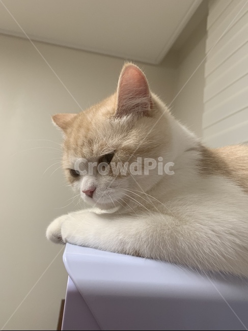 고양이,반려동물,스코티쉬,스트레이트,캣,cat,집사,심기풀편,화남,야옹이,애교쟁이,동물,animal,포유류,mammal,고양이,cat,kitten,kitty
