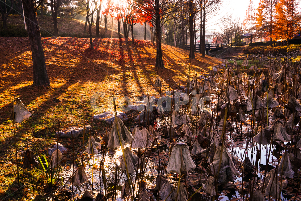 나무,공원,가을,단풍,낙엽,빛,햇살,자연,풍경,가을,계절,fall,autumn,season,자연,풍경,nature,landscape