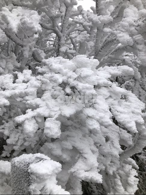한라산,눈꽃,눈꽃산행,설산,눈꽃전망대,겨울,계절,winter,season