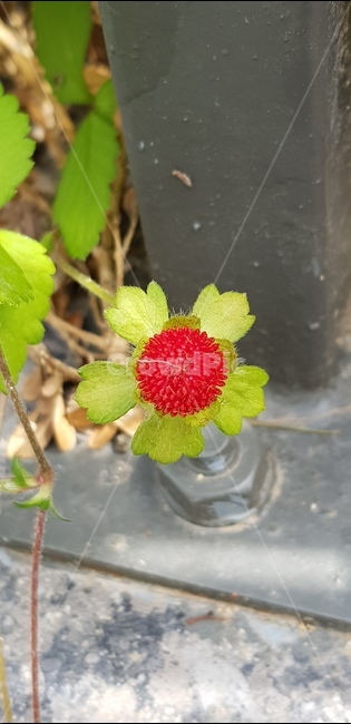 열매,6월,꽃,자연,식물,풀,들풀,들꽃,야생화,flower,plants,nature,배경,봄,여름