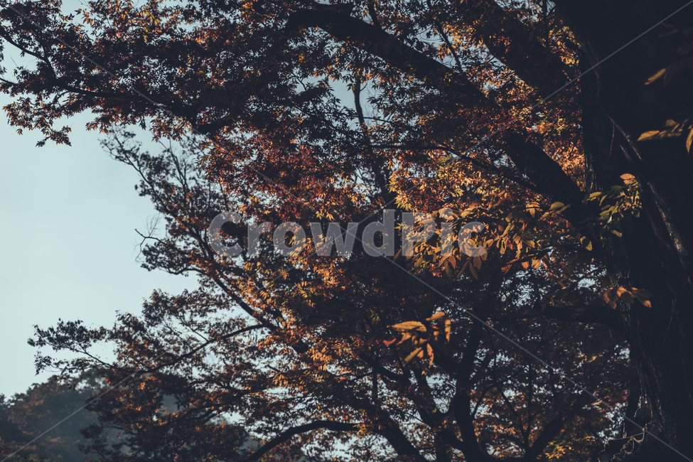 절,통도사,가을,단풍,낙엽,감성,가을,계절,fall,autumn,season,자연,풍경,nature,landscape,tree,나무,plant,식물,leaf,잎