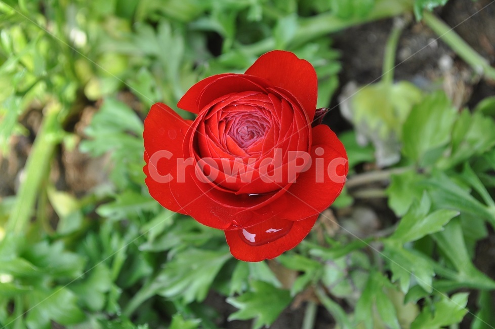 꽃,봄,자연,예쁜,플라워,flower,식물,자연,plants,nature,꽃,flower