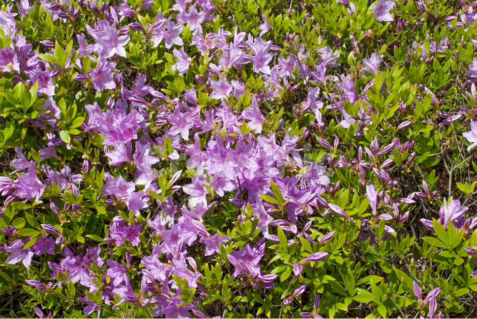 진달래,철쭉,봄,꽃,생화,공원,식물,조경,핑크,분홍,spring,season,flowe,만개,만발,자연,향기,영산홍,연산홍,보라,아름다운,화사한,Azalea,봄,계절,spring,season,식물,자연,plants,nature,꽃,flower,plant,iris,아이리스,blossom