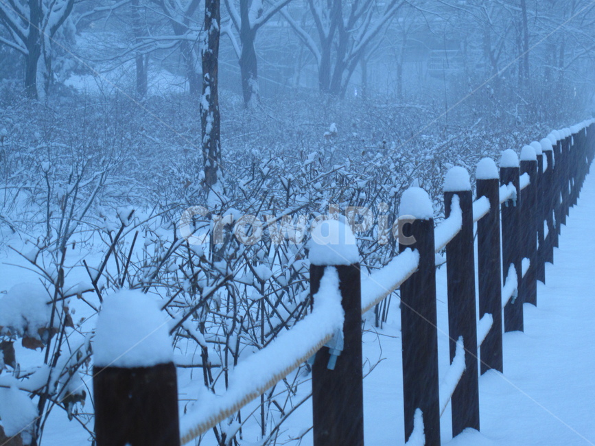설경,눈,눈온풍경,쌓인눈,눈사진,양재시민의숲,겨울,나무,눈꽃,snow,winter,forest,tree,G10,canonG10,캐논G10,canon,캐논,겨울,계절,winter,season,자연,풍경,nature,landscape,outdoors,옥외,storm,폭풍,blizzard,눈보라