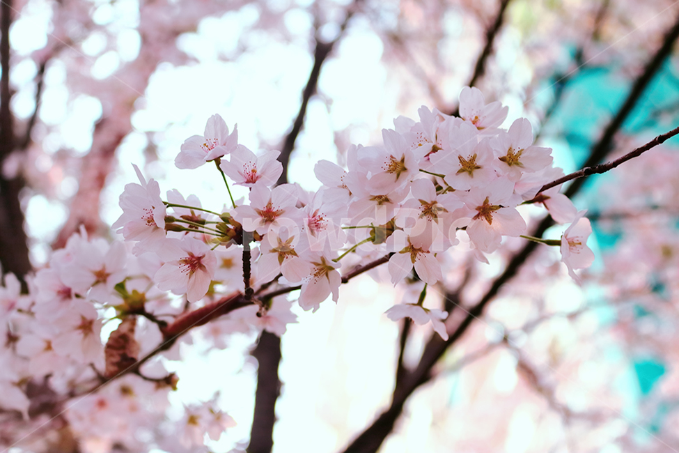 벚꽃,봄,cherryblossom,꽃,분홍색,봄,계절,spring,season,식물,자연,plants,nature,꽃,flower,plant,blossom