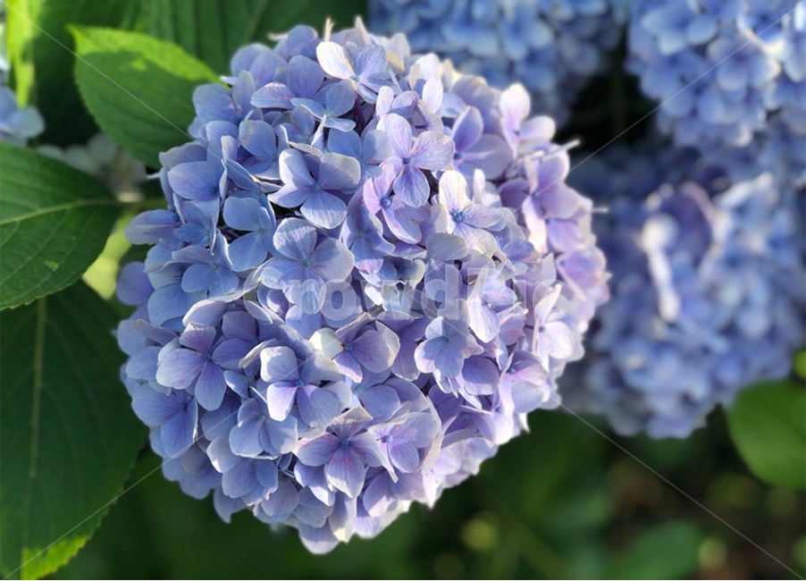 자연,꽃,보라색,수국,확대샷