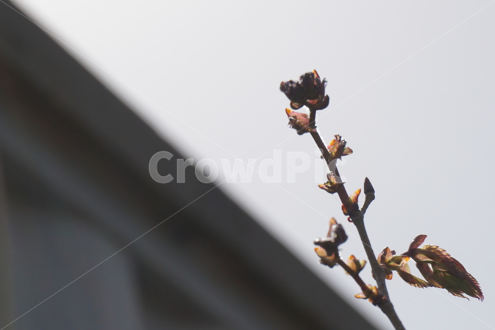 봄,하늘,새순,지붕,4월,잎사귀,봄,계절,spring,season,식물,자연,plants,nature,flower,꽃,sprout,새싹,blossom,plant,bud,싹