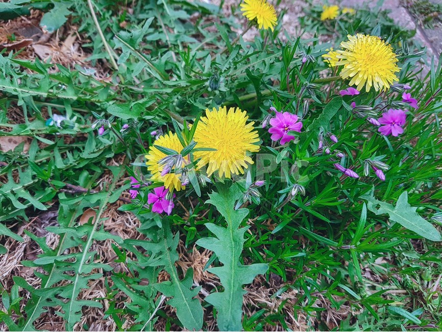 민들레꽃,민들레,야생화,보라색꽃,봄,꽃,풀,식물,봄,계절,spring,season,식물,자연,plants,nature,꽃,flower,plant,blossom