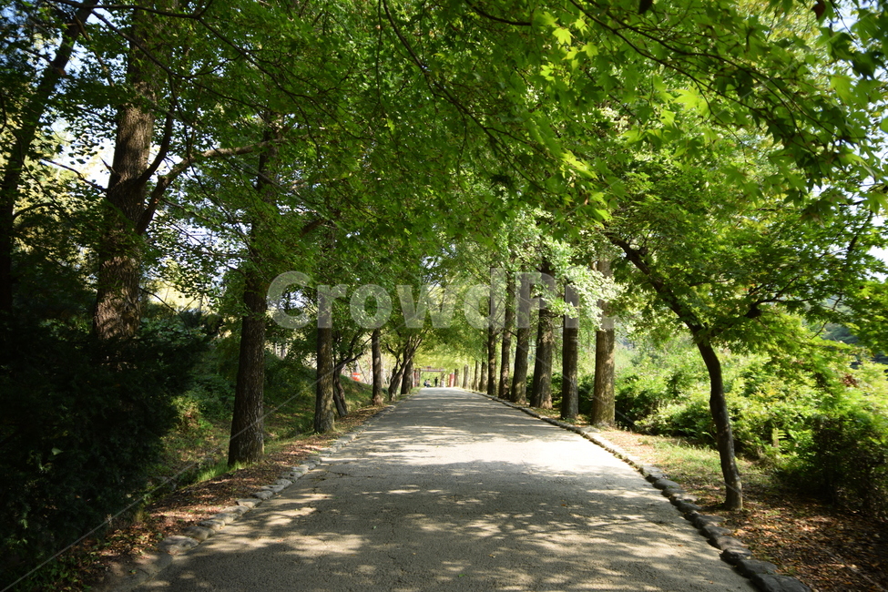 숲길,시골,숲,길,도로,풍경,나무,풀,forestroad,countryroad,forest,road,landscape,trees,grass,자연,풍경,nature,landscape,garden,정원,outdoors,옥외,arbour,정자