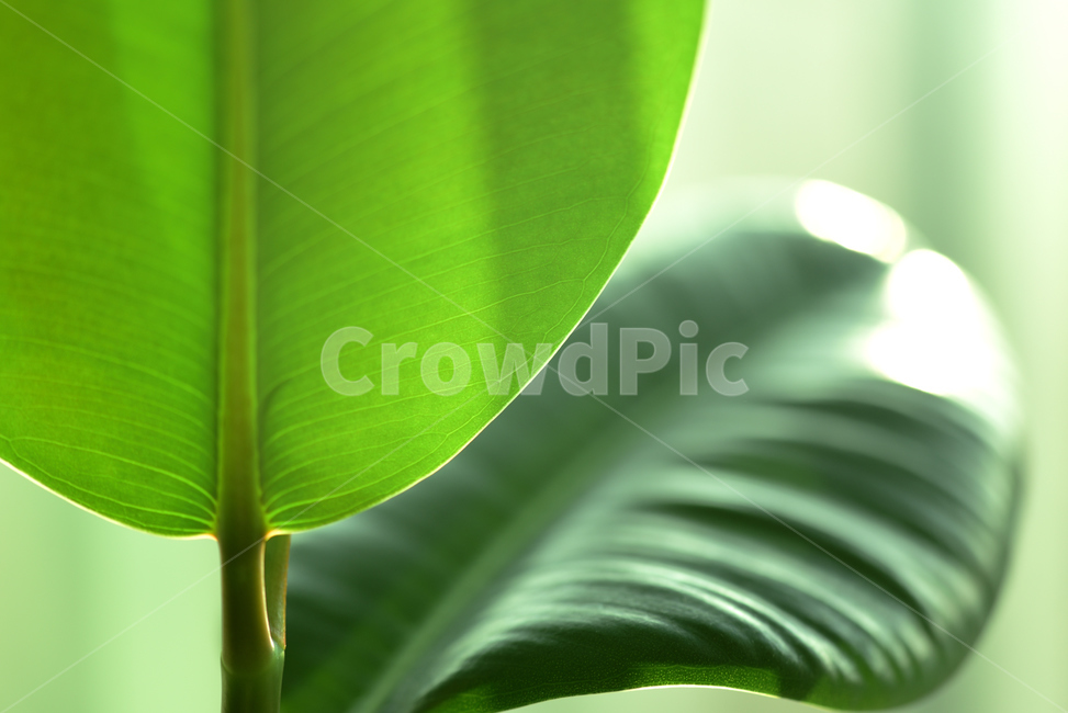 화분,고무나무,나무,이파리,새잎,새싹,자연,초록,초록초록,식물,plants,nature,실내용화초,화초,houseplant,인테리어,실내디자인,interiordesign,leaf,잎,green,아침,햇살,싱그러움,식물,자연,plants,nature