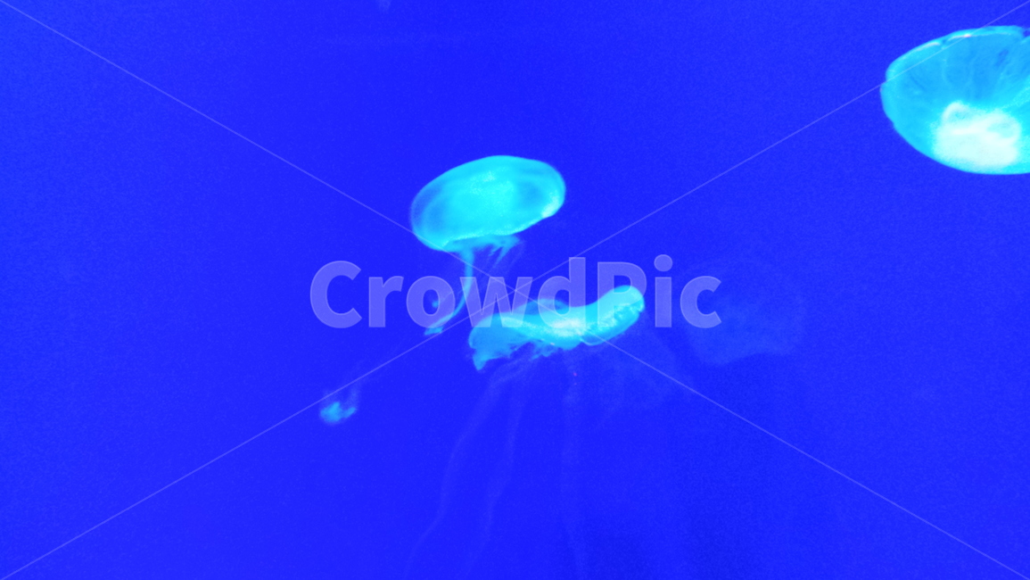해파리,바다동물,파란색,바다생명,jellyfish