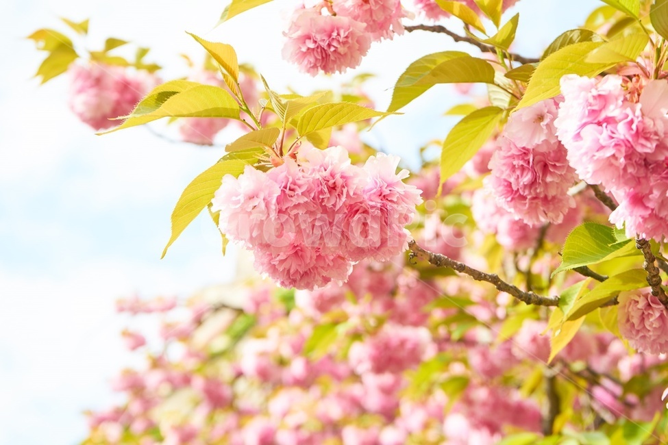 겹벚꽃,봄,핑크,꽃,cherryblossom,감성,spring,봄,계절,spring,season,plant,식물,flower,blossom