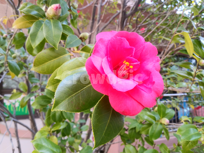 flower,plant,식물,blossom,봄,계절,꽃,꽃나무,붉은색,색상,나무,나뭇가지,낮,야외,outdoor,day,tree,red,color,green,초록색,잎,leaves,branch,spring,season