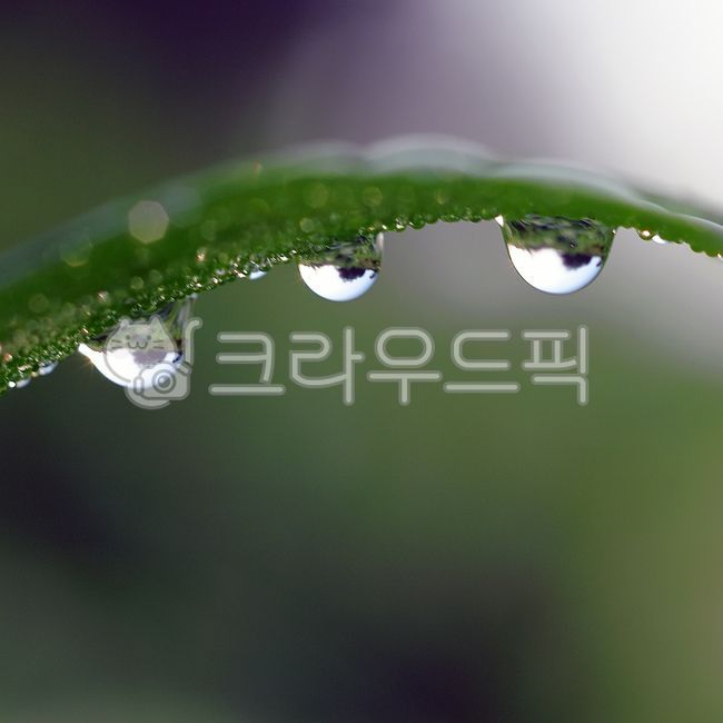 이슬, 이슬방울, 풀잎, 아침이슬, 작은물방울, 사진,이미지,일러스트,캘리그라피 - Taehong작가