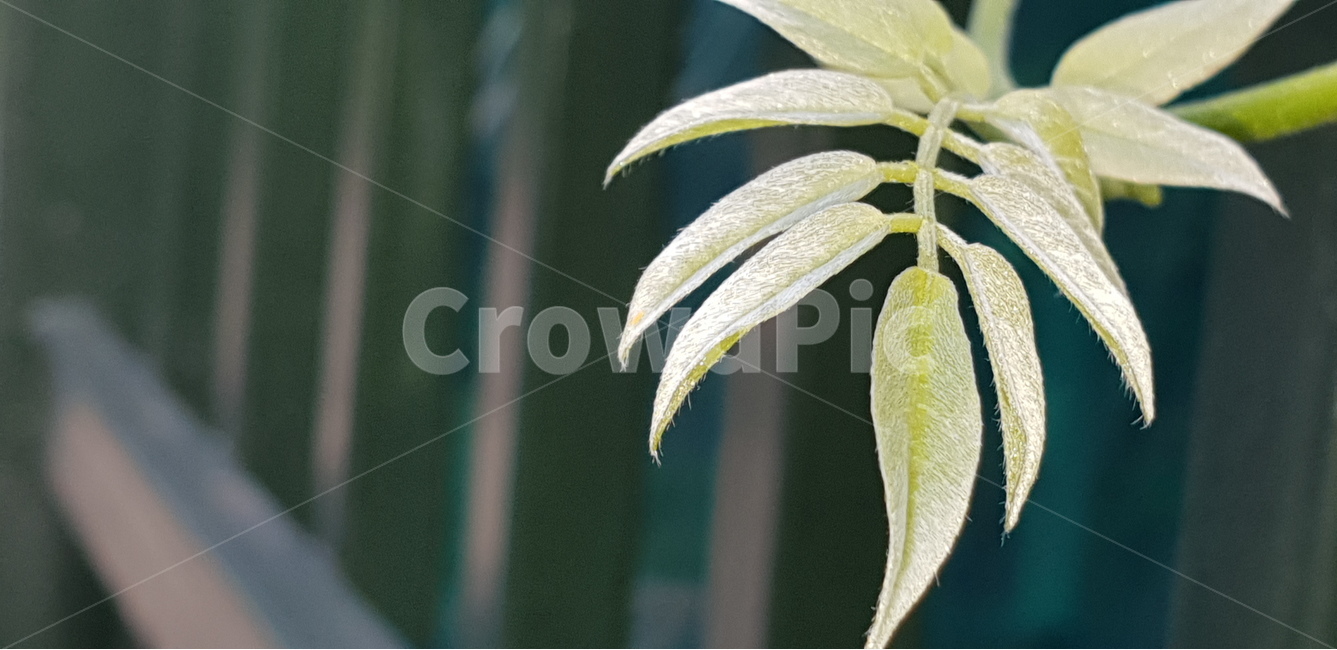 등나무잎,어린잎,green,natural,연두,식물,새순,배경,배경이미지,배경화면,색감,바탕,텍스쳐,질감,패턴,이미지,식물,자연,plants,nature