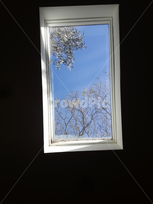 하늘,창문,나뭇가지,창문풍경,풍경,자연,풍경,nature,landscape,architecture,건축물,building,건물,window,skylight,스카이 라이트