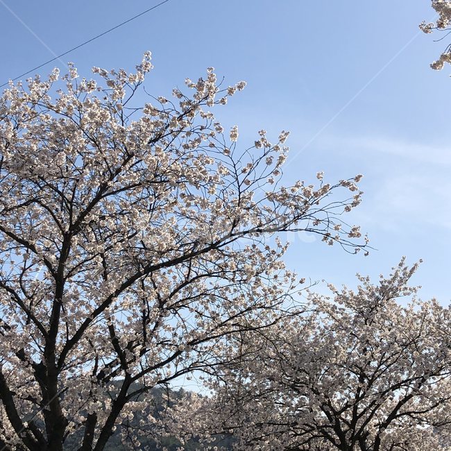 벚꽃,꽃,나무,하늘,봄,plant,식물,tree