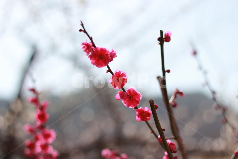 홍매화,꽃,매화,flower,봄,spring,봄꽃,매화꽃,매실,prunusmume,나무,가지,식물,korea,자연,season,plants,nature,경치,scenery,야외