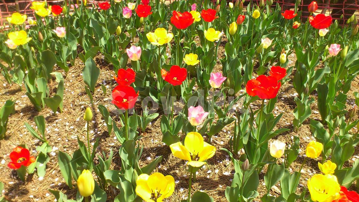 튜울립,진해,봄,실사,꽃,식물,자연,plants,nature,꽃,flower