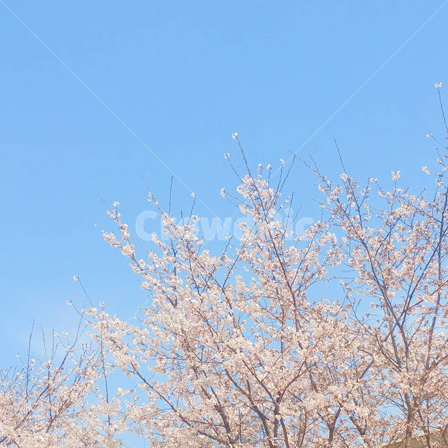 벚꽃,봄,핑크,풍경,하늘,꽃,봄,계절,spring,season,plant,식물