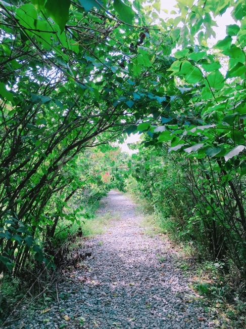 나뭇잎,길,돌길,자갈,나무,나뭇가지,초록,자연,풍경,nature,landscape,여름,계절,summer,season
