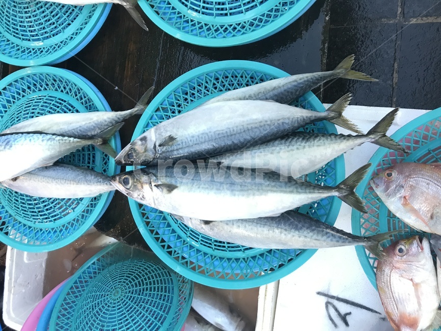 고등어,생선,물고기,시장,바다,수산시장,시장,마트,마켓,market,mart,market place,음식,식재료,요리,food,cook,meal,dishes,food reserves,수산물,해산물,fishery products,seafood