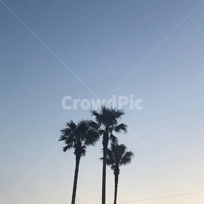 plant,식물,arecaceae,nature,palmtree,나무,tree,자연,outdoors,옥외,야자수,자연,풍경,nature,landscape,palm tree