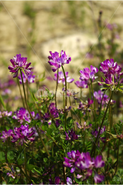 자연,plant,flower,자운영,식물,꽃,꽃밭,color,식물,자연,plants,nature,꽃,flower