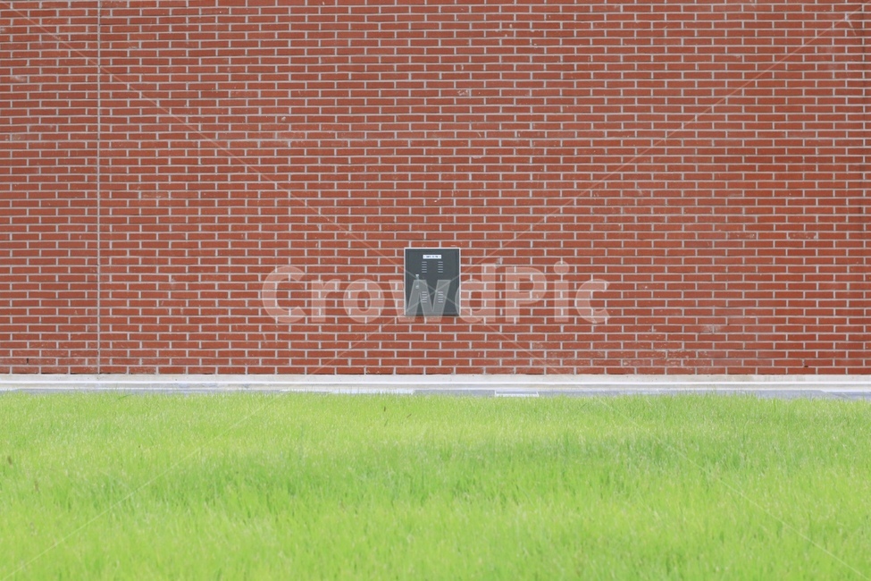 grass,잔디,벽,색대비,색감,plant,식물,담벽