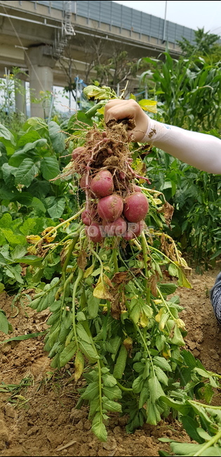 감자,감자수확,홍감자,여름감자,하지감자,주말농장,텃밭
