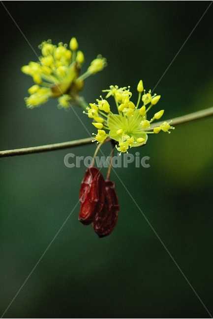 산수유,산수유꽃,접사,꽃접사,봄꽃,식물,자연,plants,nature,꽃,flower,과일,열매,fruit