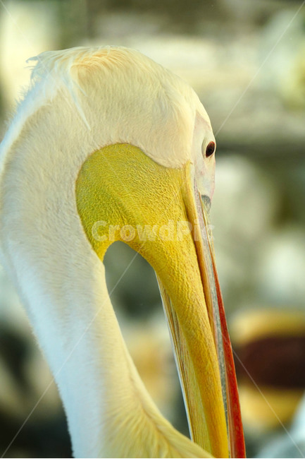 펠리컨,새,조류,bird,동물,animal,pelican,사다새,자연,nature,얼굴,동물,animal,조류,새,birds