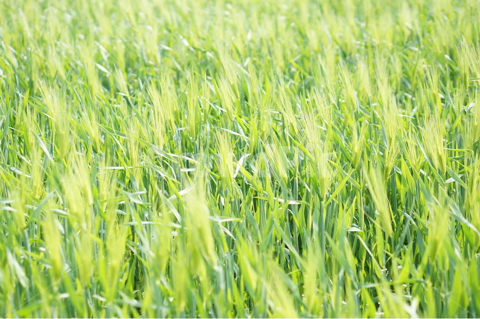 청보리,녹색,봄,맑음,바람,식물,자연,plants,nature