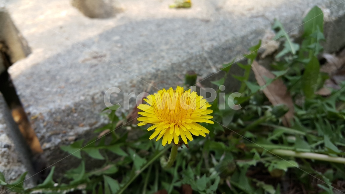 길거리,민들레,꽃,자연,봄