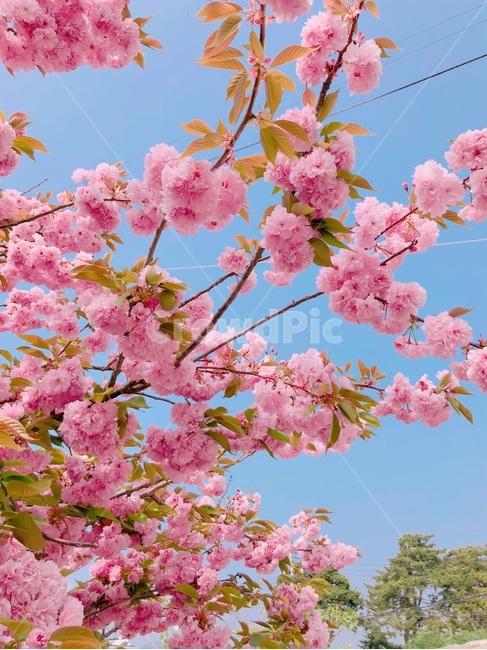 봄,겹벚꽃,벚꽃,식물,자연,plants,nature,계절,spring,season,flower