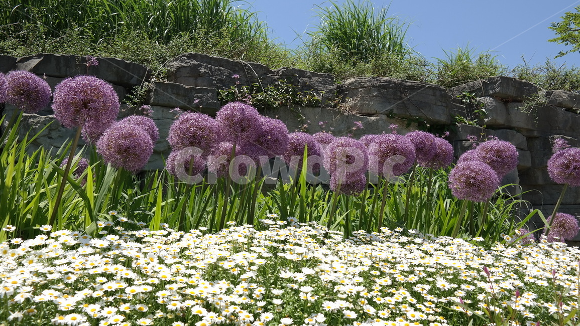 plant,식물,blossom,꽃,flower,식물,자연,plants,nature,꽃,flower