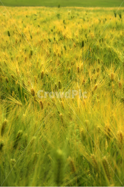보리,밭,보리밭,식물,flower,plants,nature,풍경,식물,자연,plants,nature,곡류,곡식,cereals,산업,industry,industrial,농업,농사,agriculture,farming,farming industry