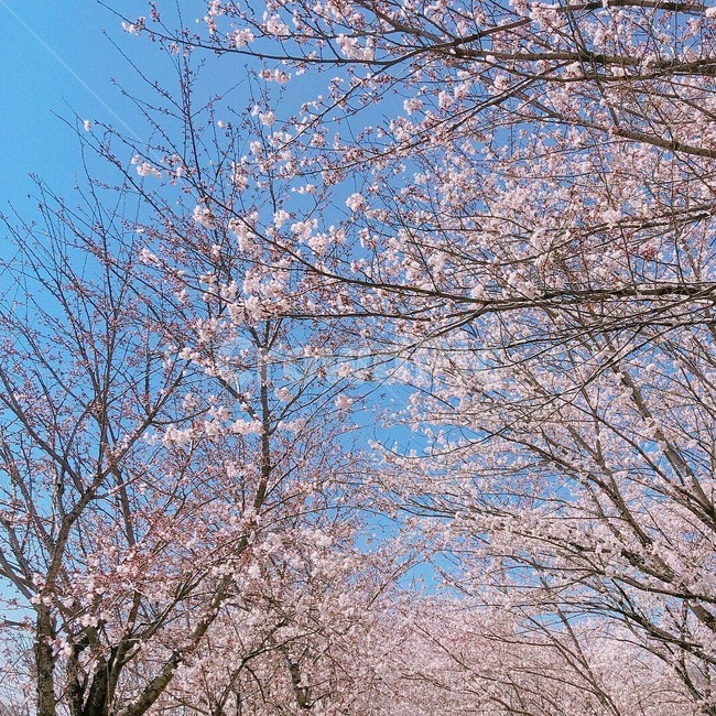 벚꽃,나무,풍경,봄,핑크,봄,계절,spring,season,plant,식물,flower,꽃,cherry blossom,blossom
