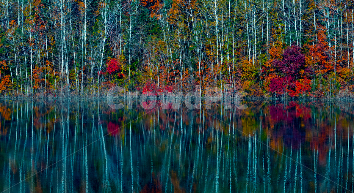 가을,반영,자작나무,호수,용담,가을,계절,fall,autumn,season,자연,풍경,nature,landscape,색깔,색상,색채,색감,color sense,color sensitivity,feeling of color,art,미술,modern art,현대 미술