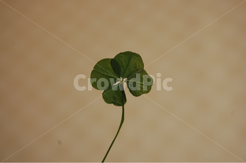 네잎클로버,그린,green,clover,자연,식물,행운,luck,식물,자연,plants,nature