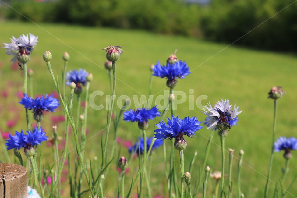 수레국화,꽃,국화,식물,수레국화꽃,관상용,원예,식물,자연,plants,nature,꽃,flower