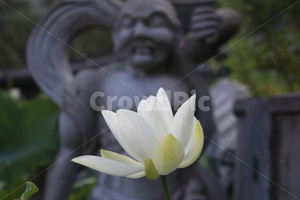 연꽃,불상,아웃포커싱,포천,자인사