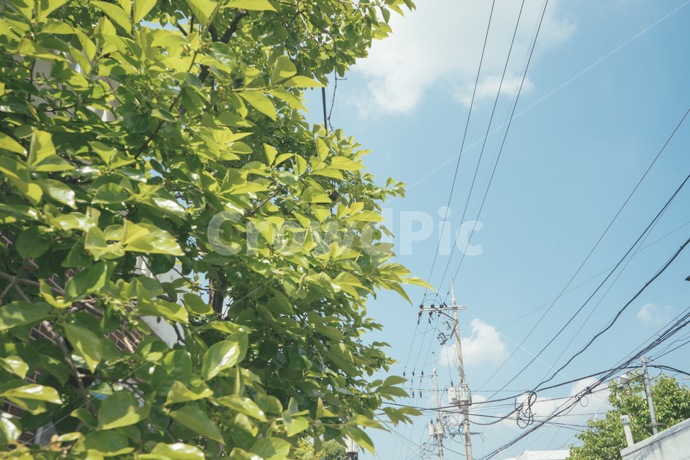 풍경사진,landscape,하늘,구름,sky,감성사진,emotional,여름,summer,일상,휴식,힐링,식물,초록색,파란색,자연,풍경,nature,landscape,감성,sensible,feeling