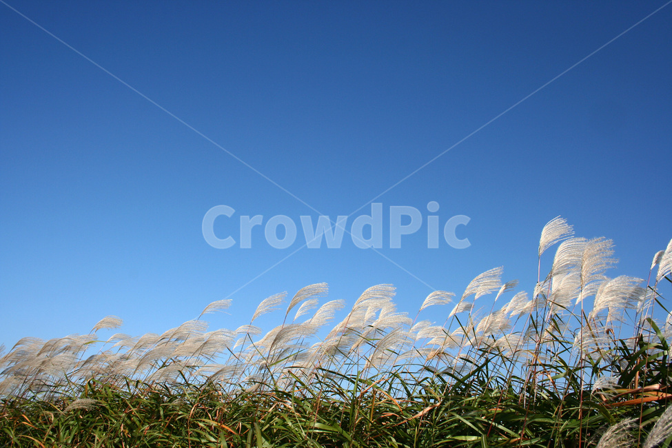 억새,억새풀,가을억새,식물,강변,가을,계절,fall,autumn,season