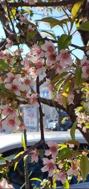 벚꽃,꽃,flower,식물,plant,cherryblossom,식물,자연,plants,nature,꽃,flower