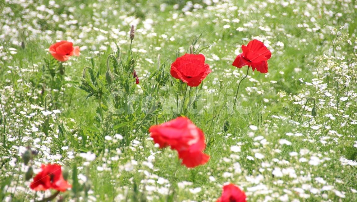꽃,식물,양귀비,생태공원,화초,식물,자연,plants,nature,꽃,flower