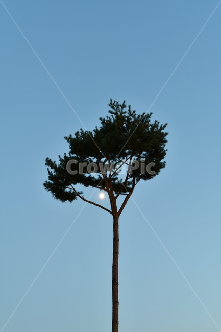 나무,달,조화,밤하늘,tree,moon,식물,자연,plants,nature,나무,trees,wood
