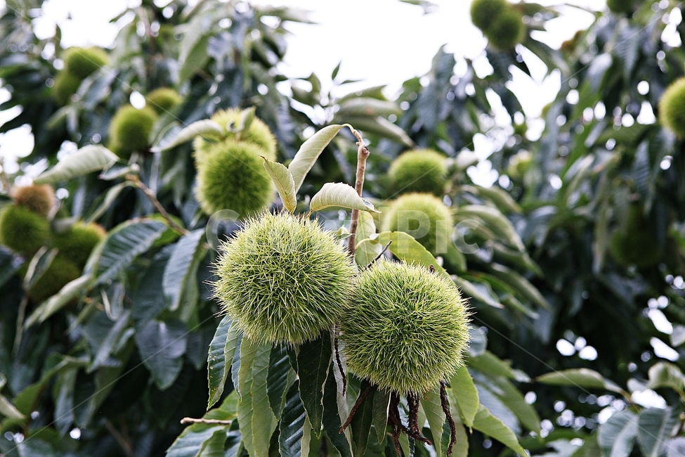 밤송이,밤,밤나무,나무,식물,자연,잎,밤나무잎,과일,열매,fruit